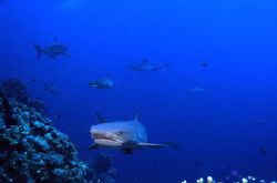 White tips approach as the larger sharks remain wary by Jerry Hamberg 